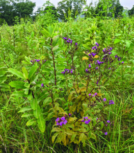 a grassland prairie during restoration, with many kinds of native plants and grasses growing high&hellip;